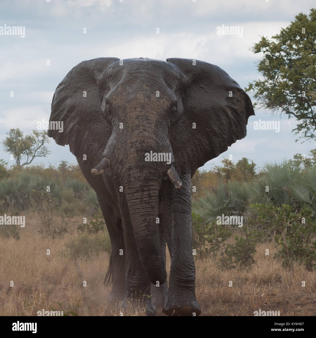 Males Elephant Bull Facing Forward Stock Photo