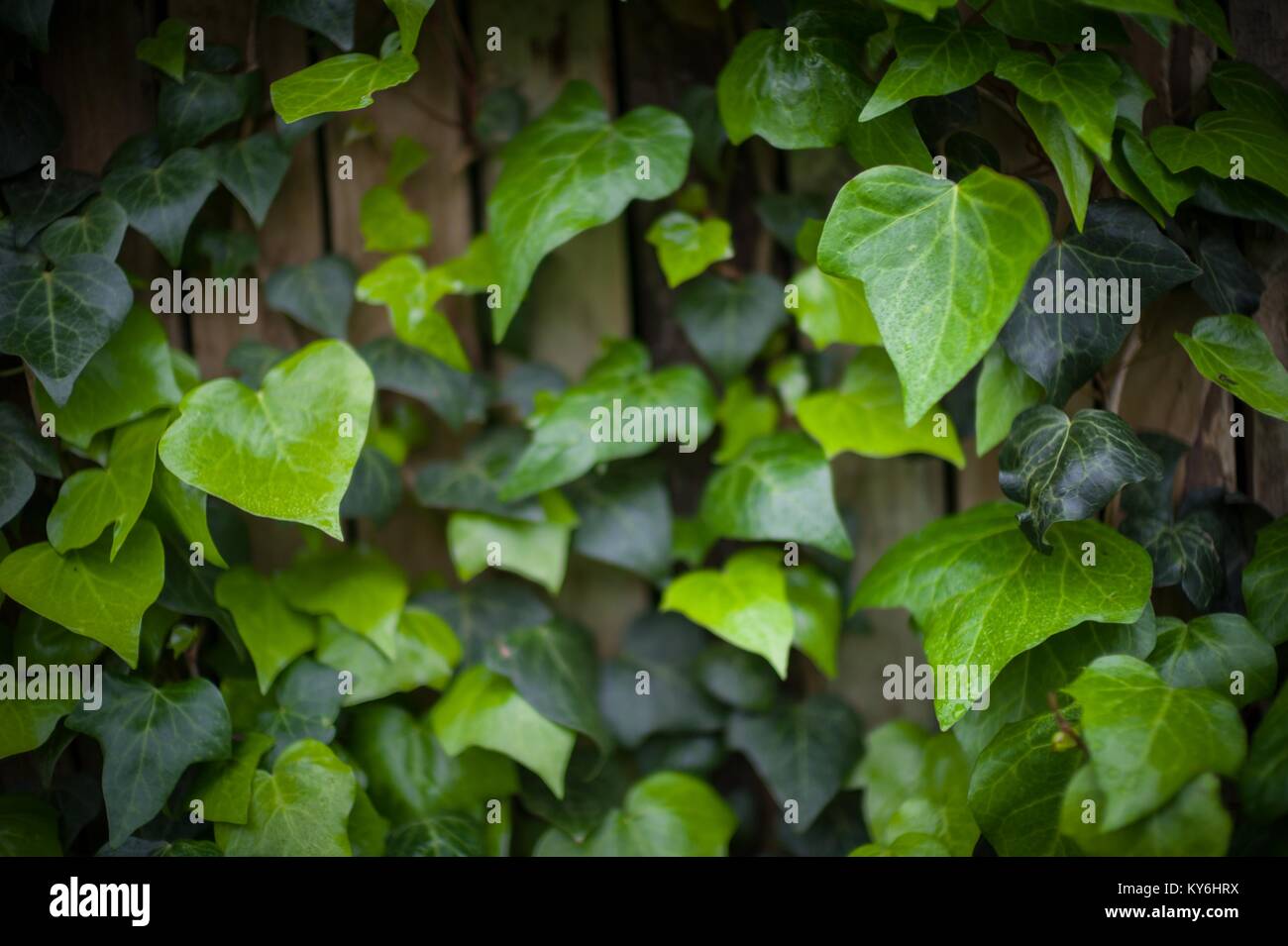 Ivy leaves growing on a wall in Durbanville, Cape Town, South Africa. Stock Photo