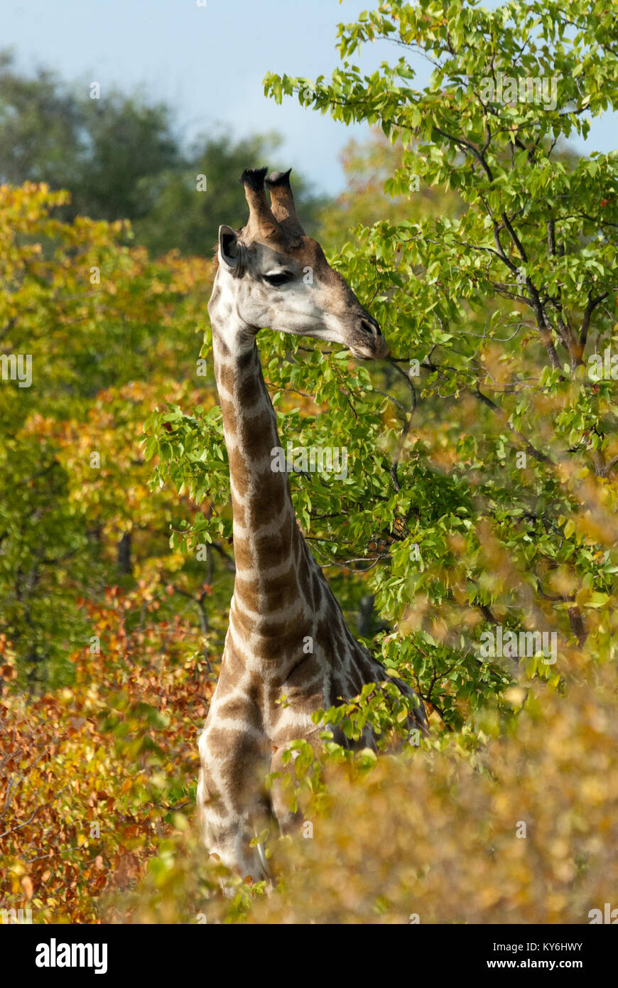 Giraffe Browsing on Mopane Leaves Stock Photo