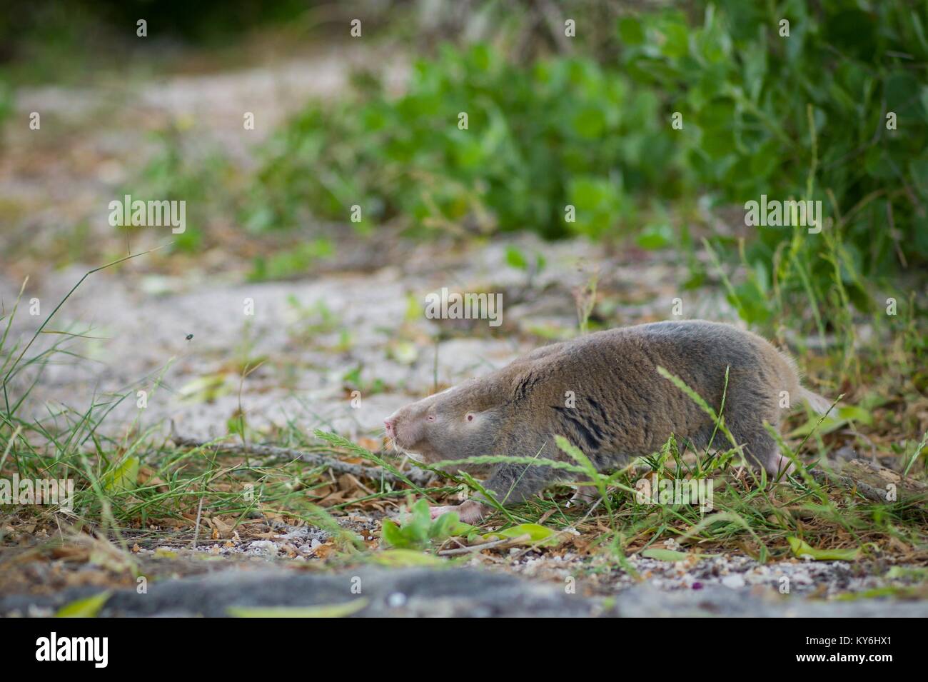 A Cape Dune Mole Rat makes a rare appearance above ground in Struisbay, Western Cape, South Africa Stock Photo