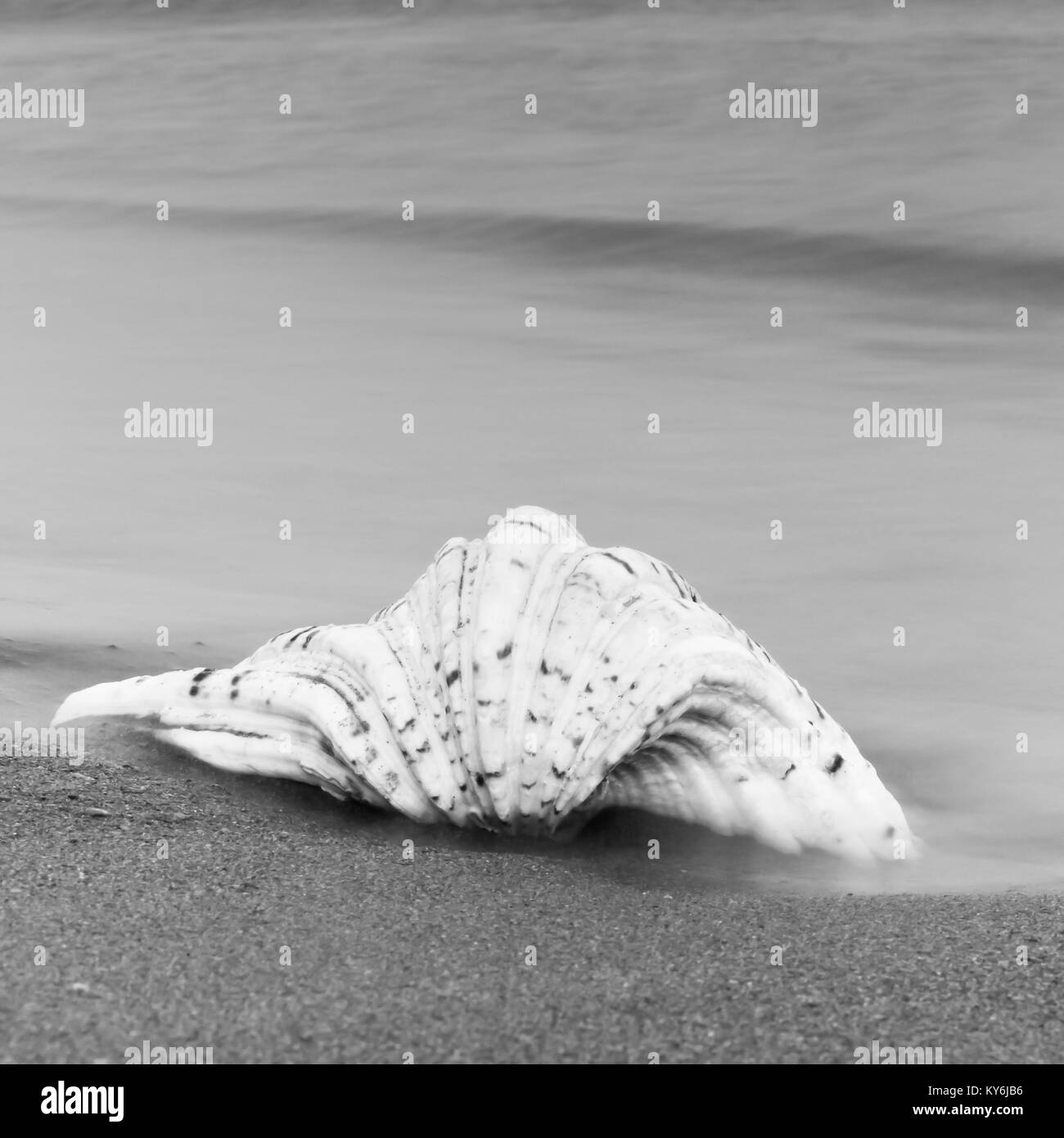 Big seashell in black and white against the sea. Stock Photo
