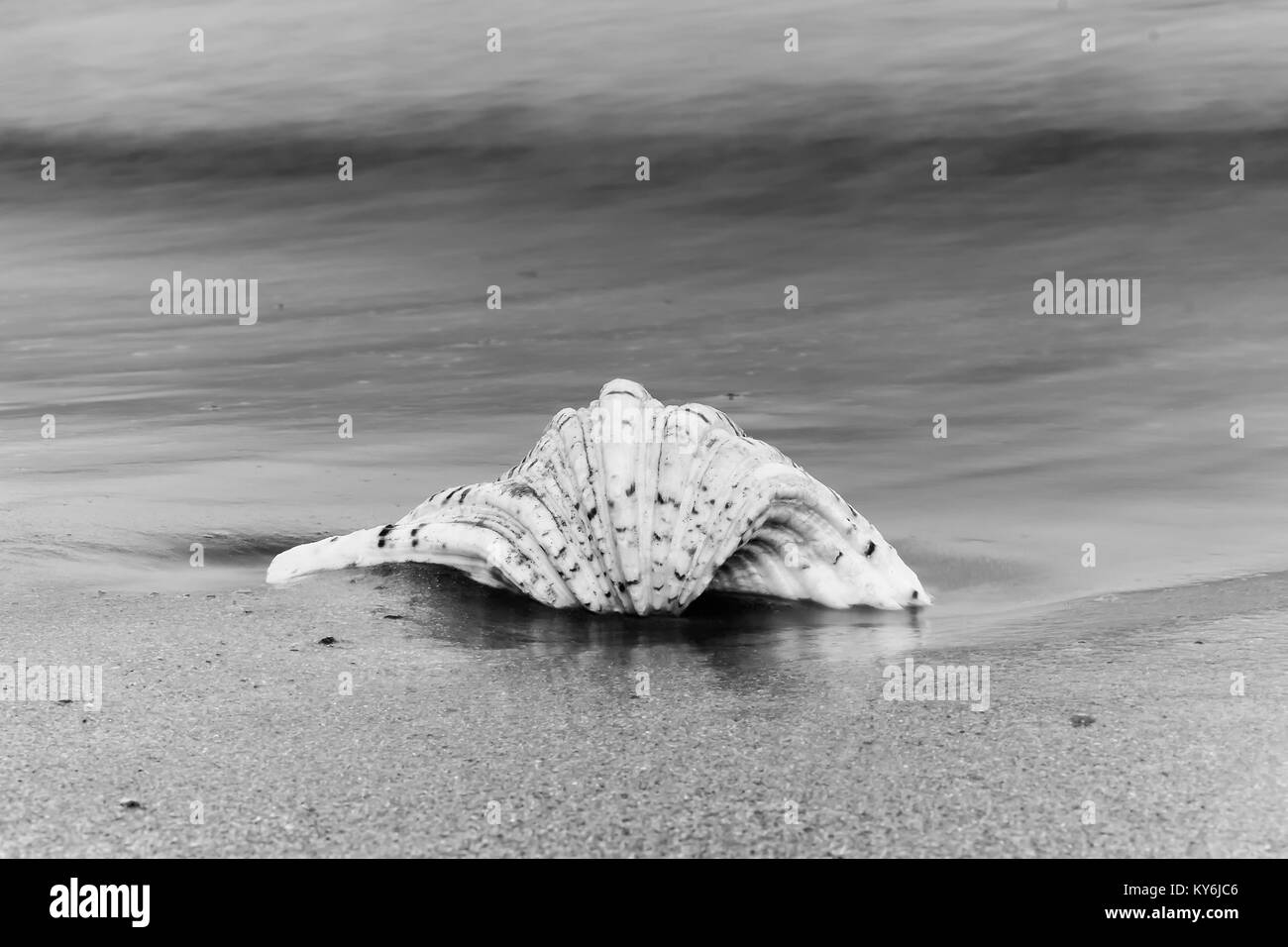 Seashell in black and white against the sea. Stock Photo
