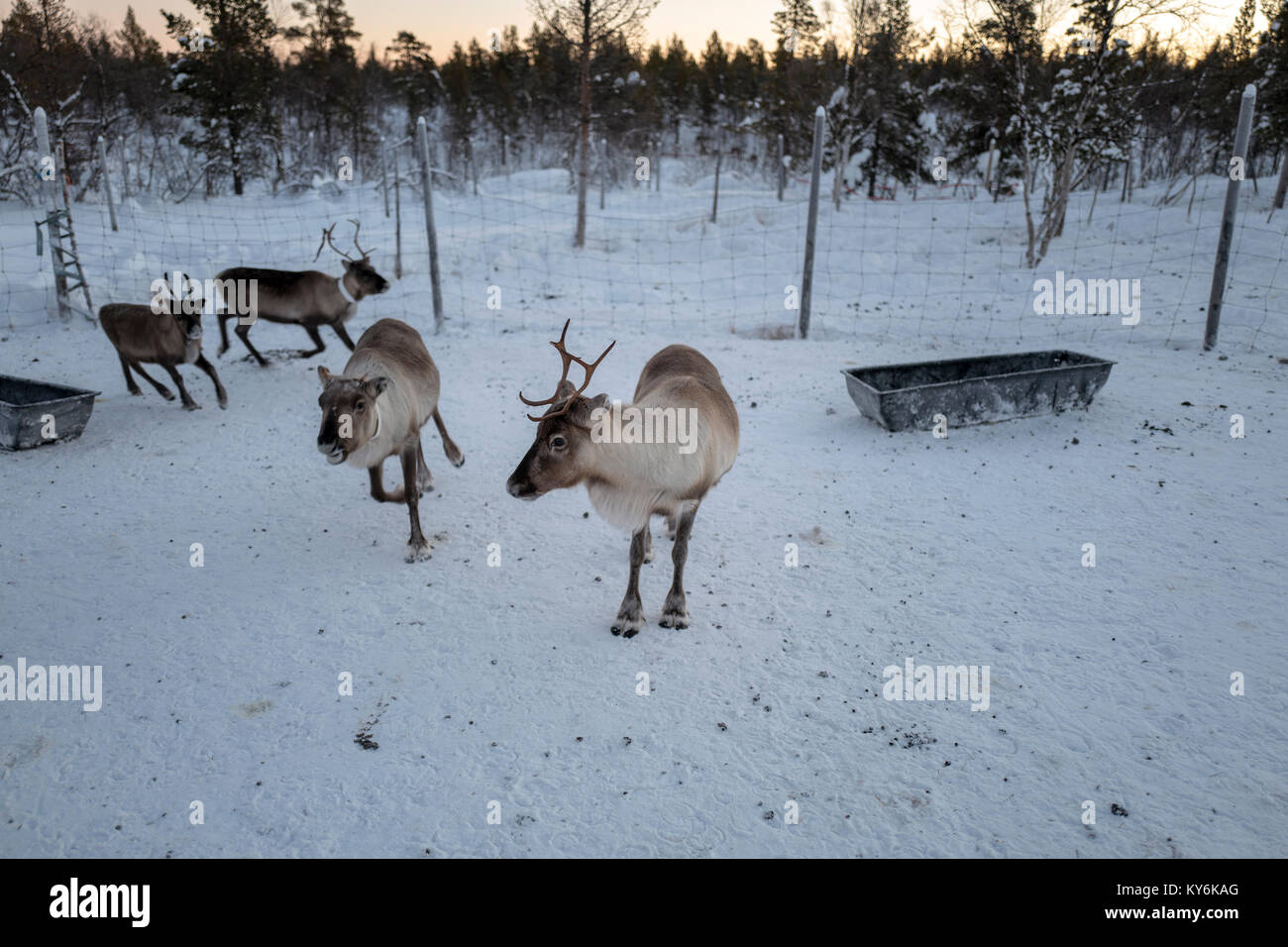 Reindeer in Swedish Lapland Stock Photo