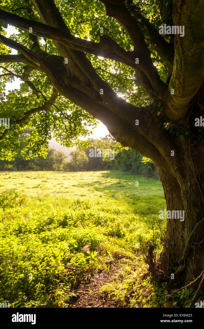 Early summer morning meadow in Batheaston, Somerset, England, UK Stock Photo