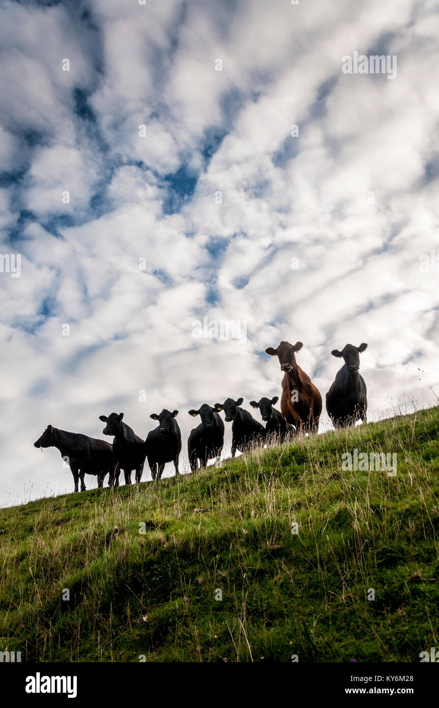 Beef cattle on grass field in Somerset, England, UK Stock Photo