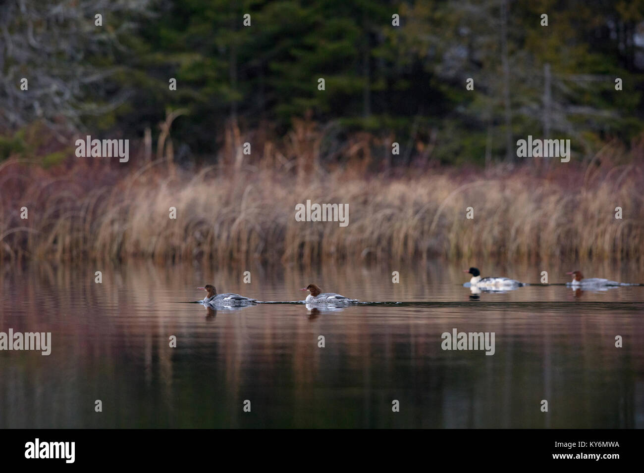 Ontario canada bird hires stock photography and images Alamy