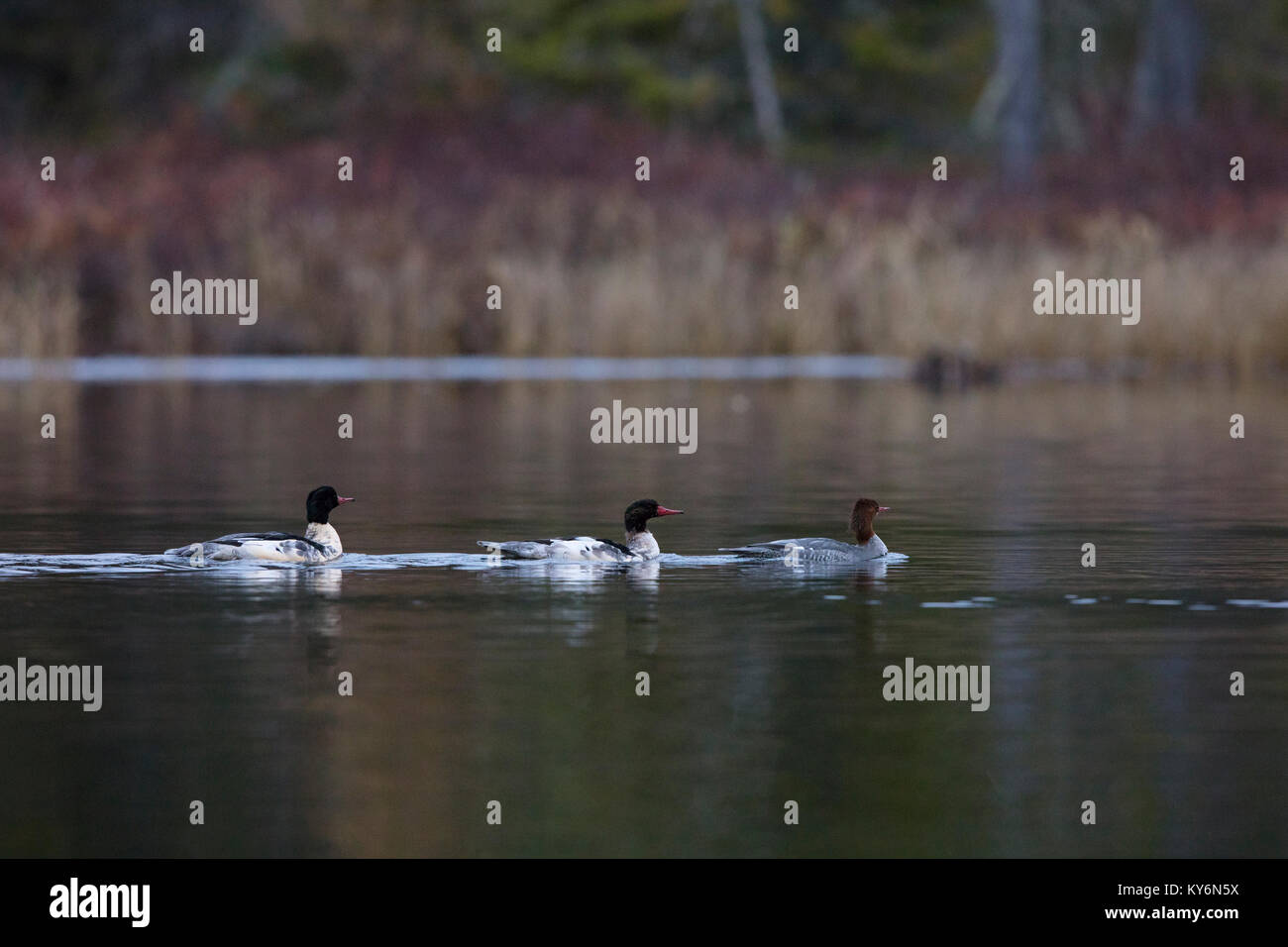 MAYNOOTH, ONTARIO, CANADA November 13, 2017 Common Merganser ducks
