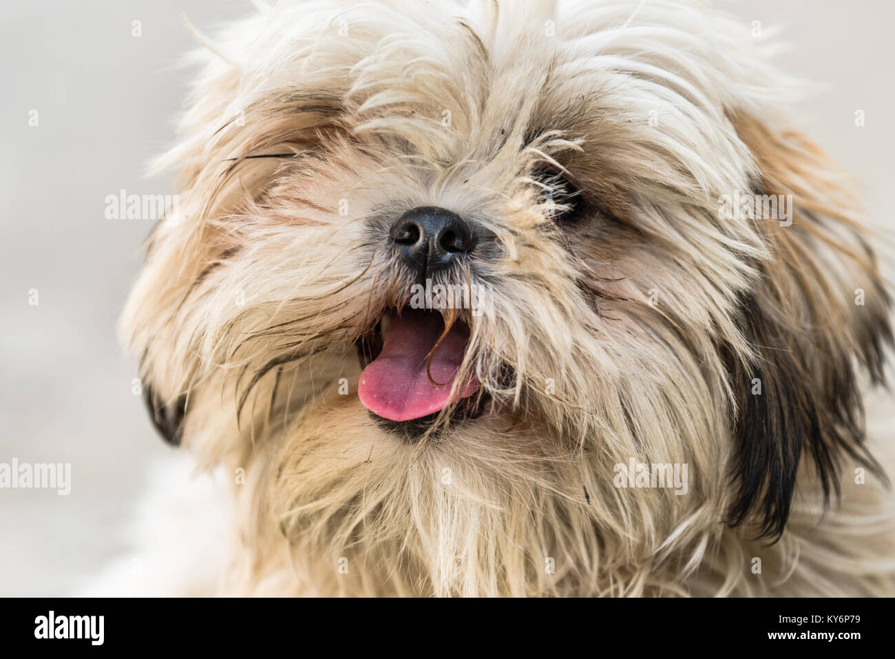 Shih Tzu, also known as the Chrysanthemum Dog, is a toy dog breed sitting on floor with showing