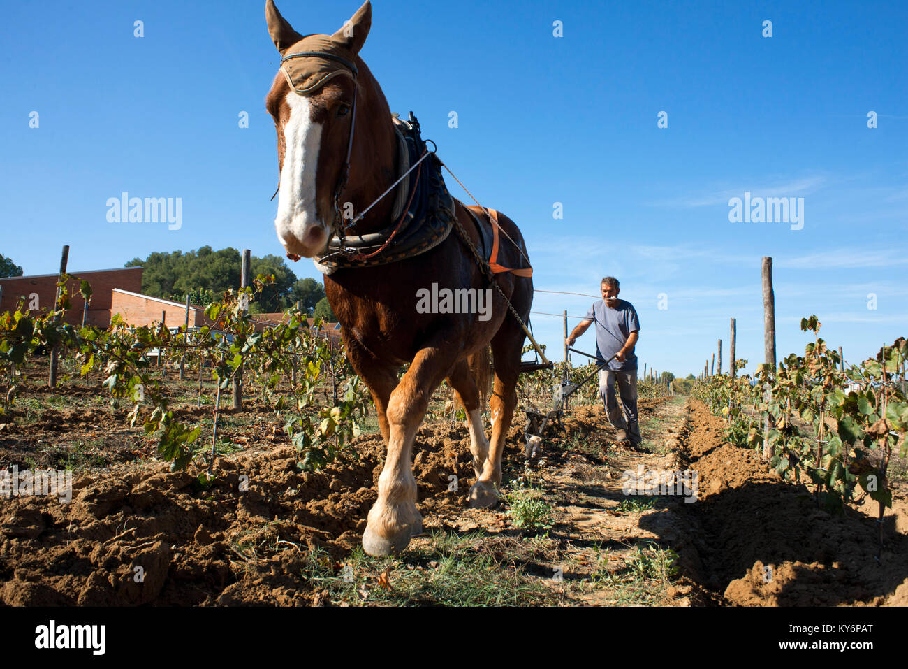 Animal traction in the vineyards. Vineyards of Raventos winery industry. Sant Sadurni d'Anoia, San Sadurni de Noya. Winery building. Catalonia Spain.  Stock Photo