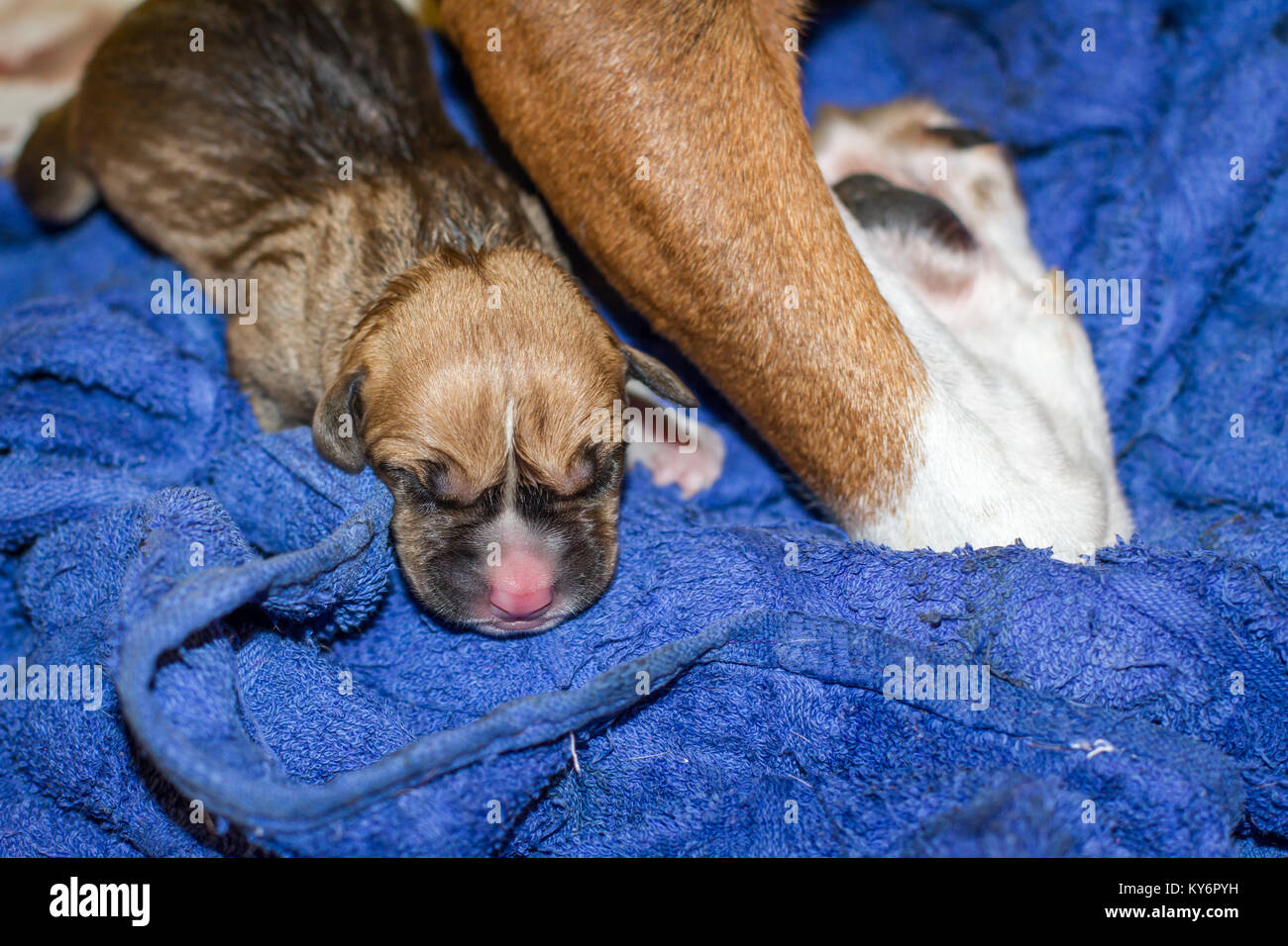 Female dog giving birth to puppies, newborn pups Stock Photo