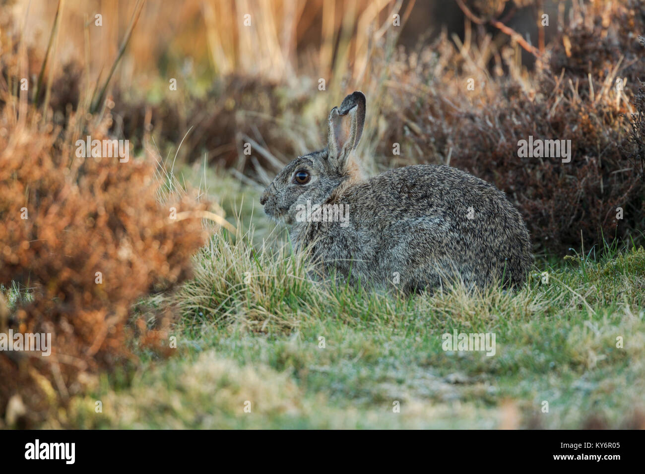 Wild Rabbit Latin Name Oryctolagus Cuniculus A Mature Rabbit