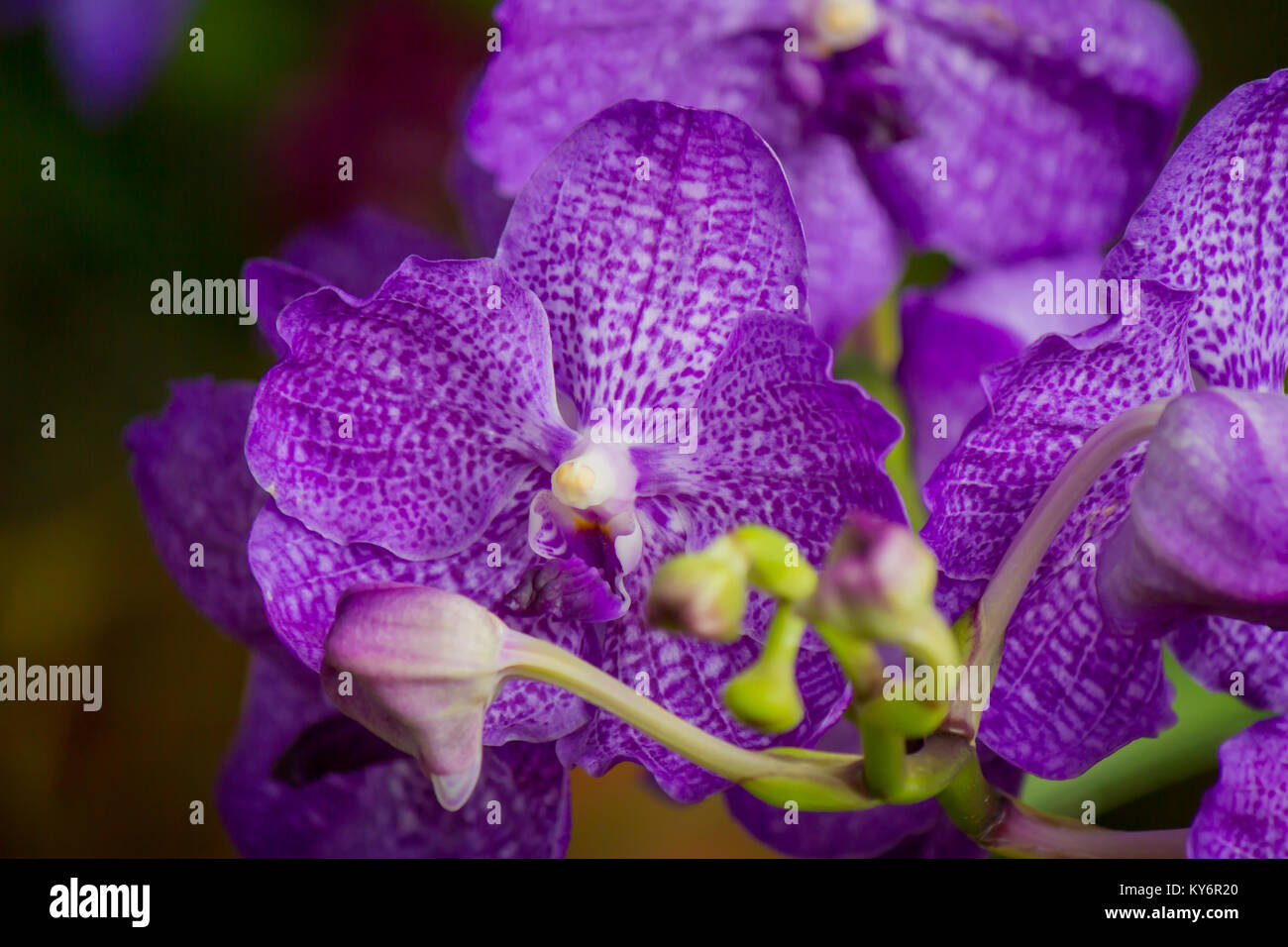 closed up beautiful violet Vanda orchids Stock Photo