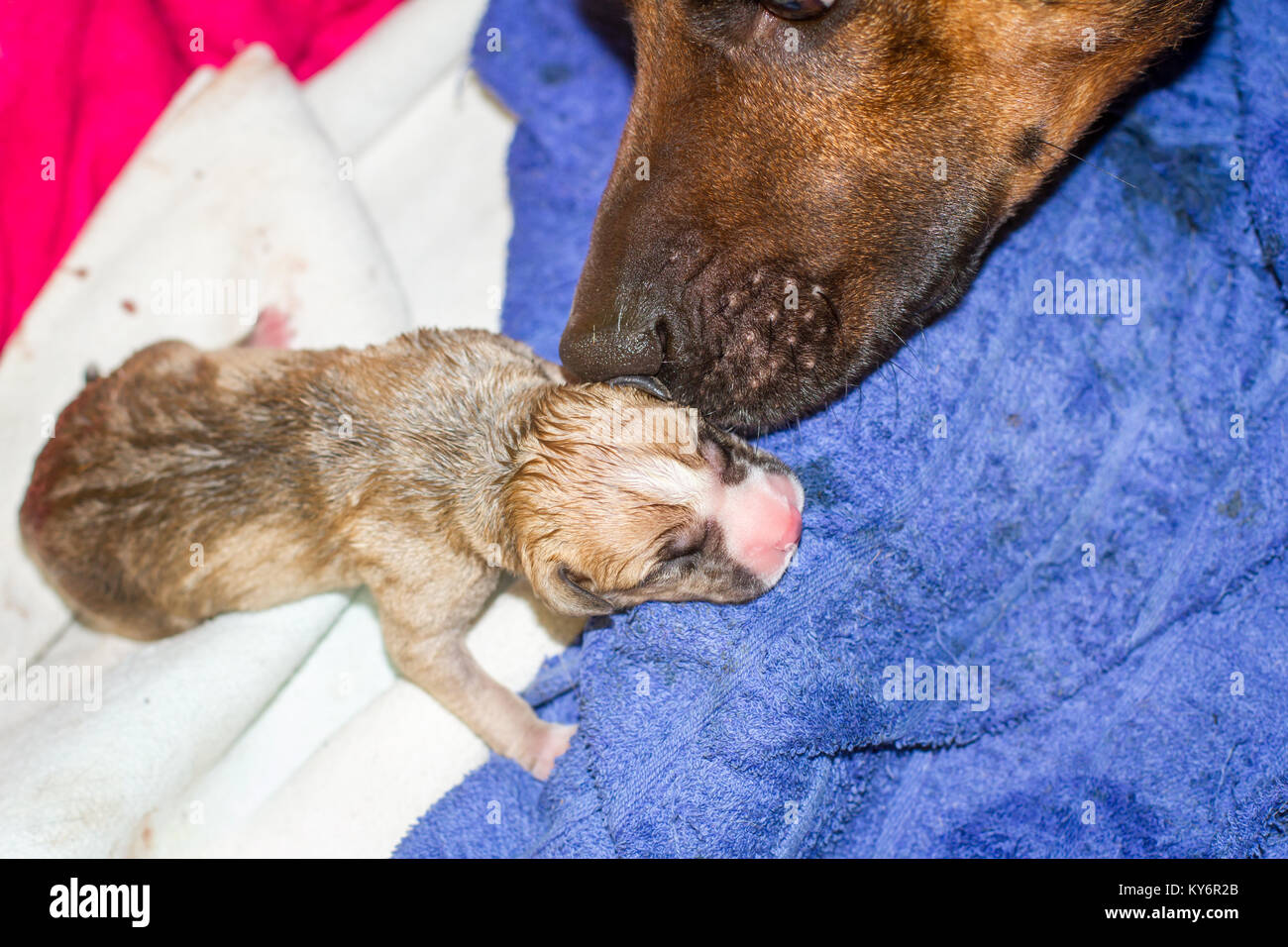 Female dog giving birth to puppies, newborn pups Stock Photo Alamy
