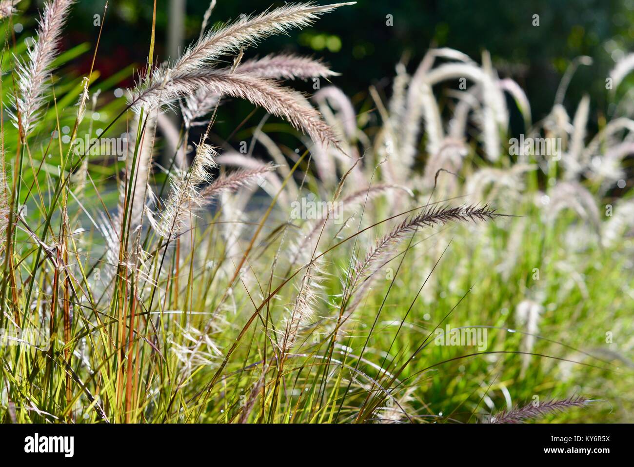 Backlit flowering ornamental grass, Fountain grass, pennisetum setaceumin, in a suburban garden, Sunshine coast, Queensland, Australia Stock Photo