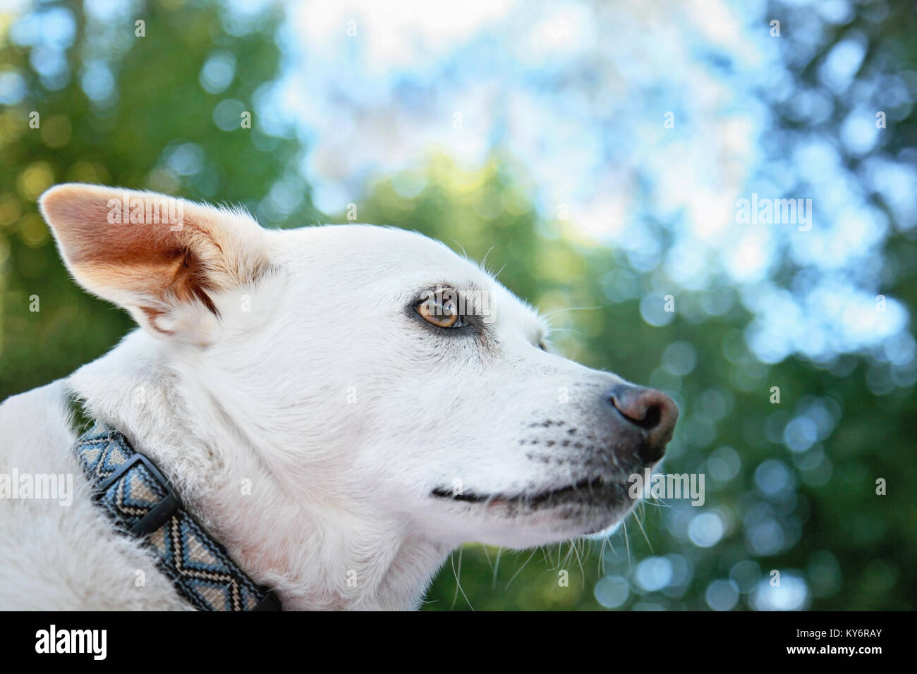 a cute white chihuahua mix looking off to the side on a beautiful summer day outisde Stock Photo
