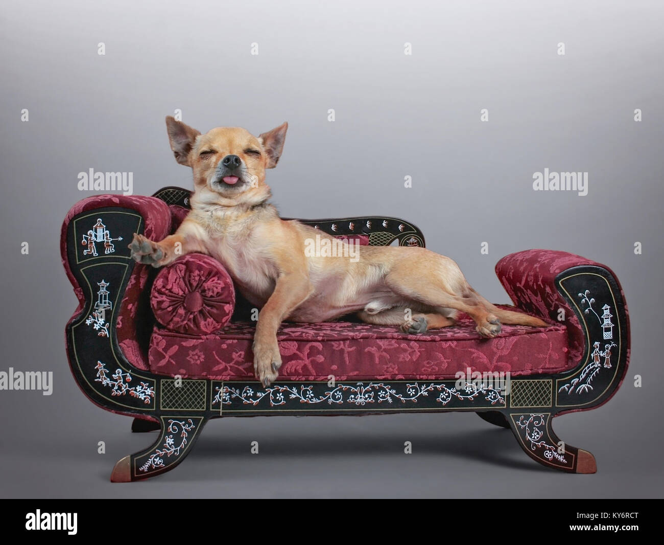 cute chihuahua on a miniature couch with his tongue sticking out and his eyes closed taking a nap Stock Photo