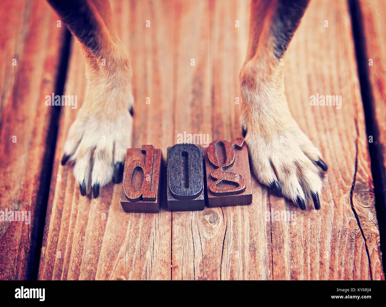 a chihuahua standing over the word DOG on a wooden deck with two paws showing (VERY SHALLOW DOF) Stock Photo