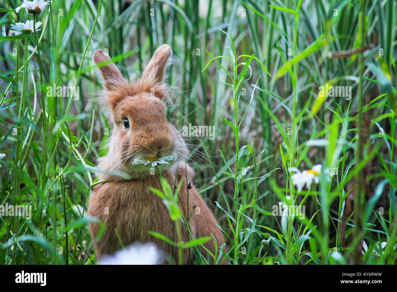 a cute rabbit eating a daisy at a local wildlife sanctuary park in a