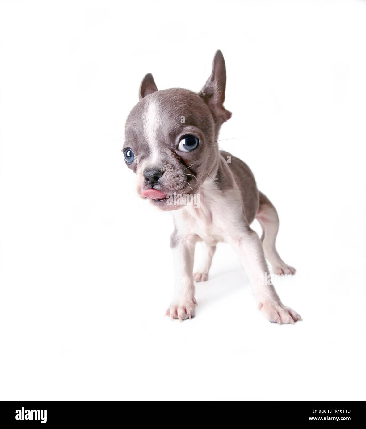 What Is Runt Of The Litter Puppy