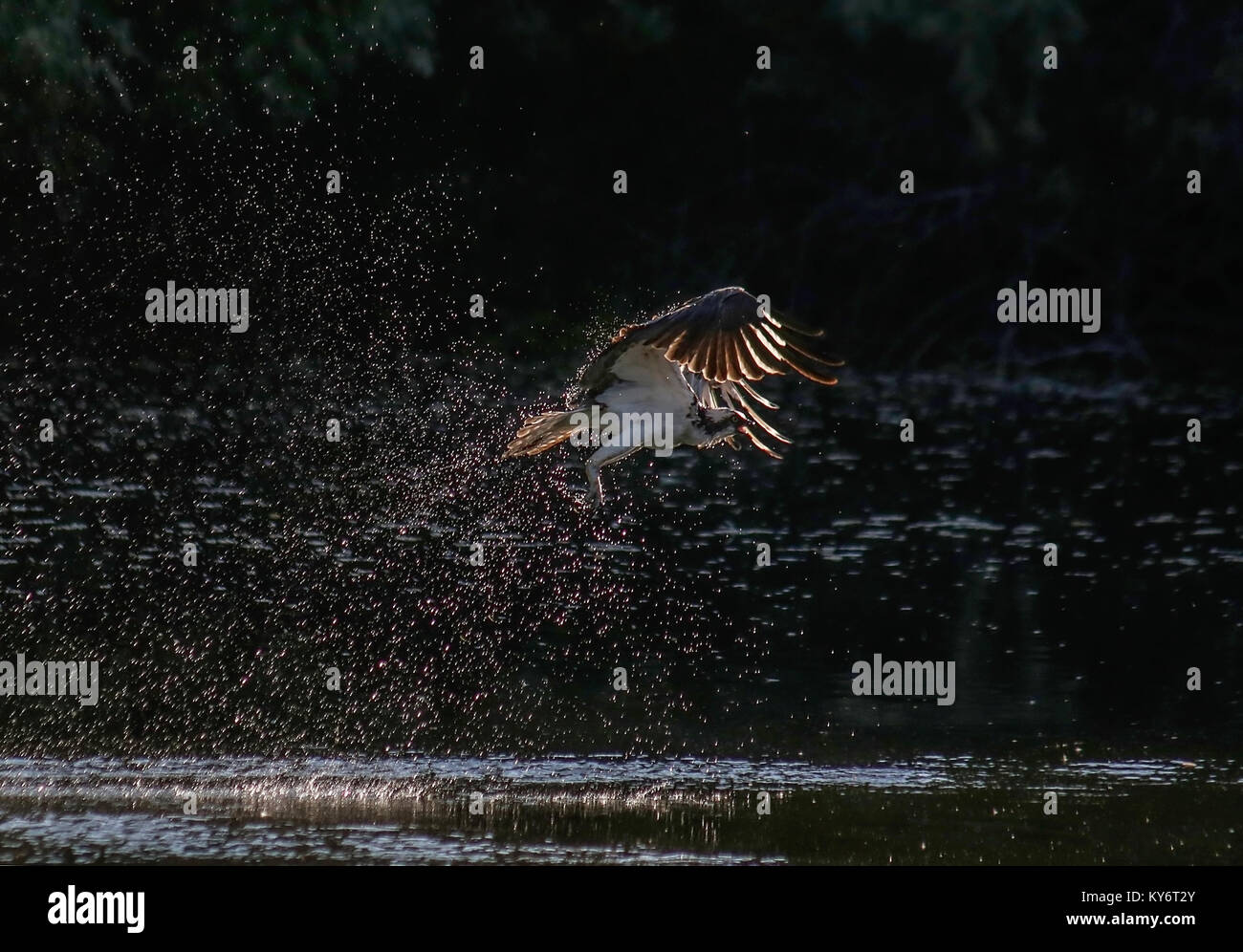 an osprey diving for a fish in a pond at a local park during sunset