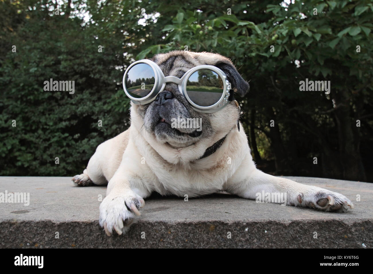 pug in goggles
