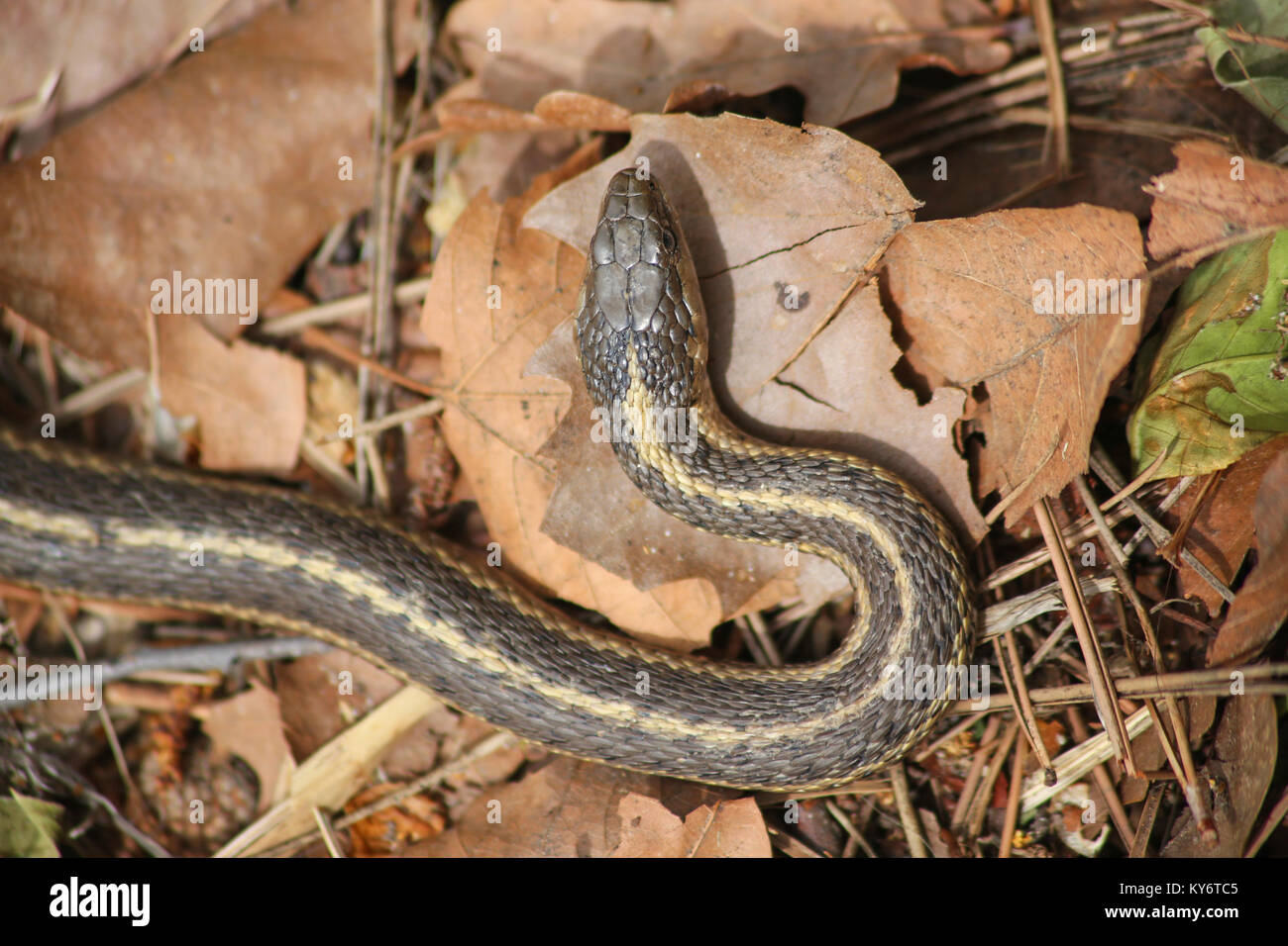 a garter snake in a pile of leaves overhead angle Stock Photo Alamy