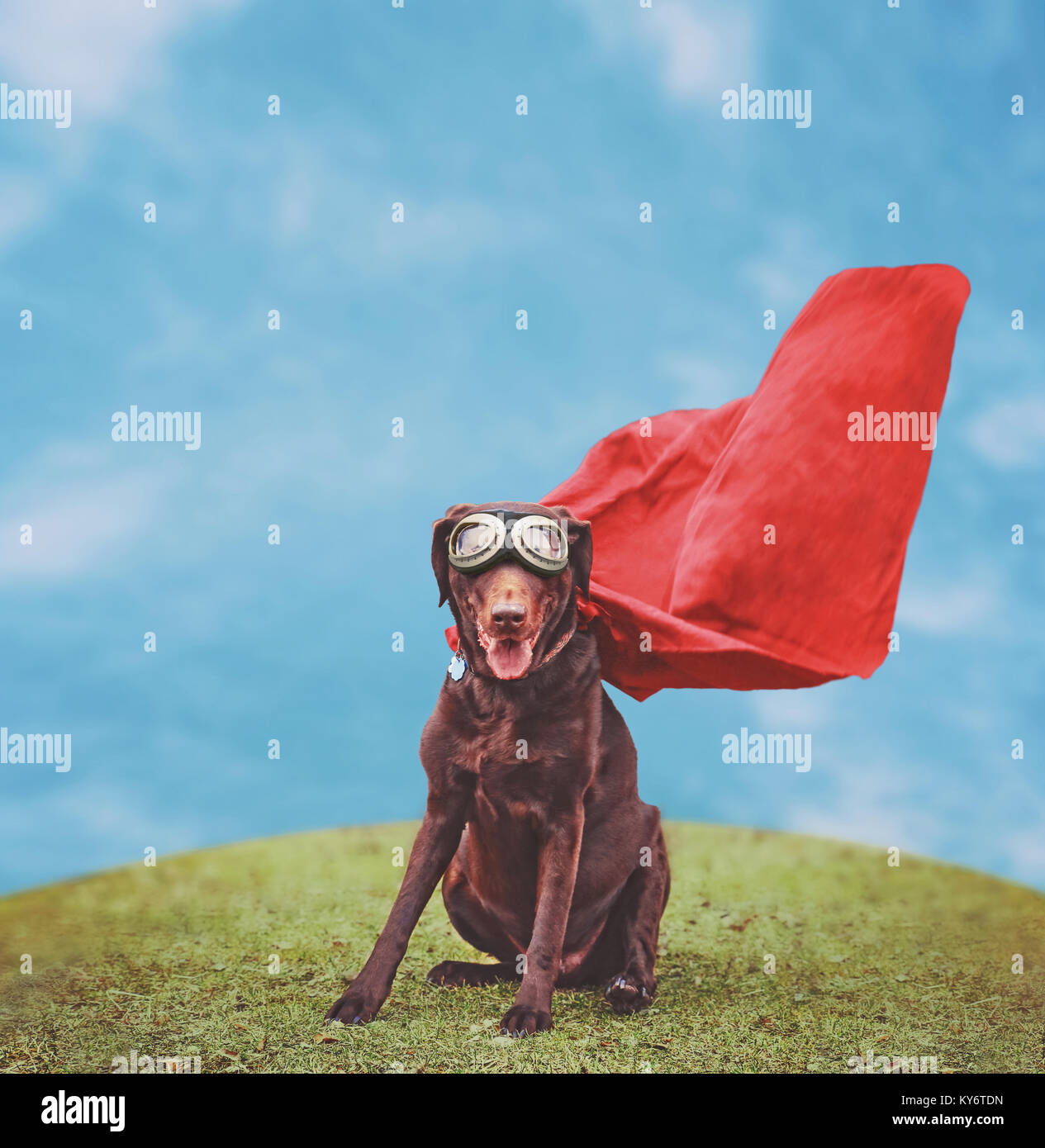 a chocolate labrador retriever in a super hero costume posing for the camera during a hot summer day with goggles toned with a retro vintage instagram Stock Photo