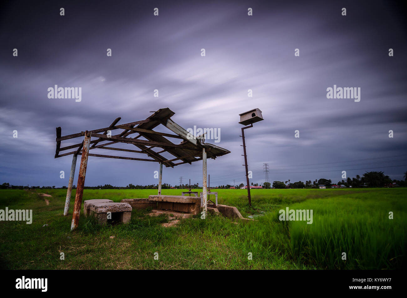Paddy Field of Kedah, Malaysia. Kedah also known as the rice bowl of
