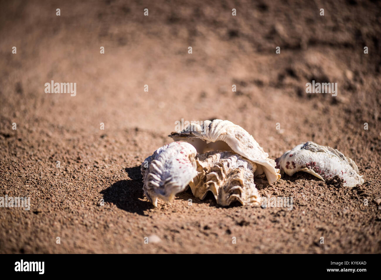 Two seashells on the red sand. oysters on the red sand. Close-up Stock Photo