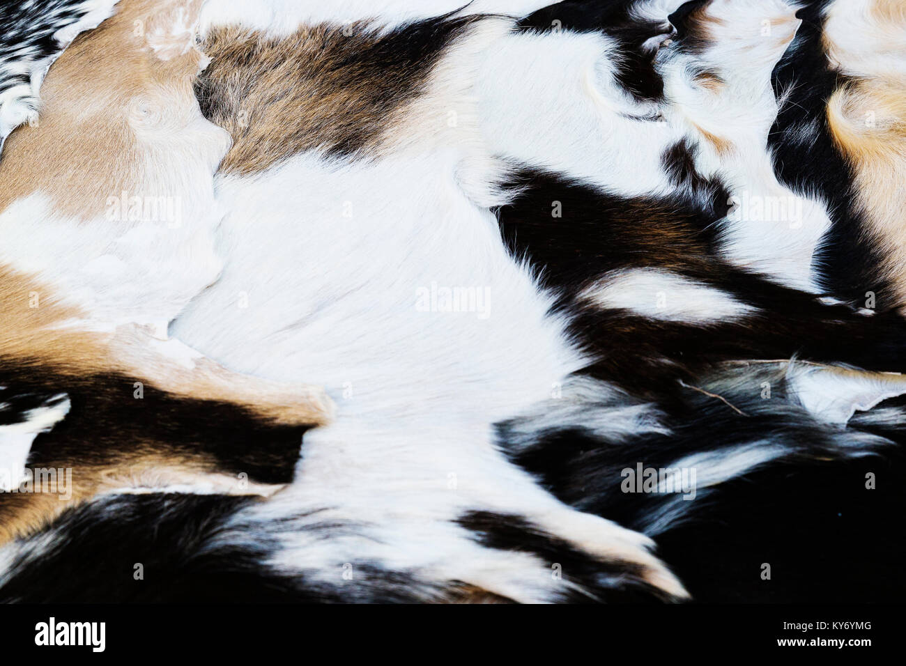 Animal skins for sale hires stock photography and images Alamy