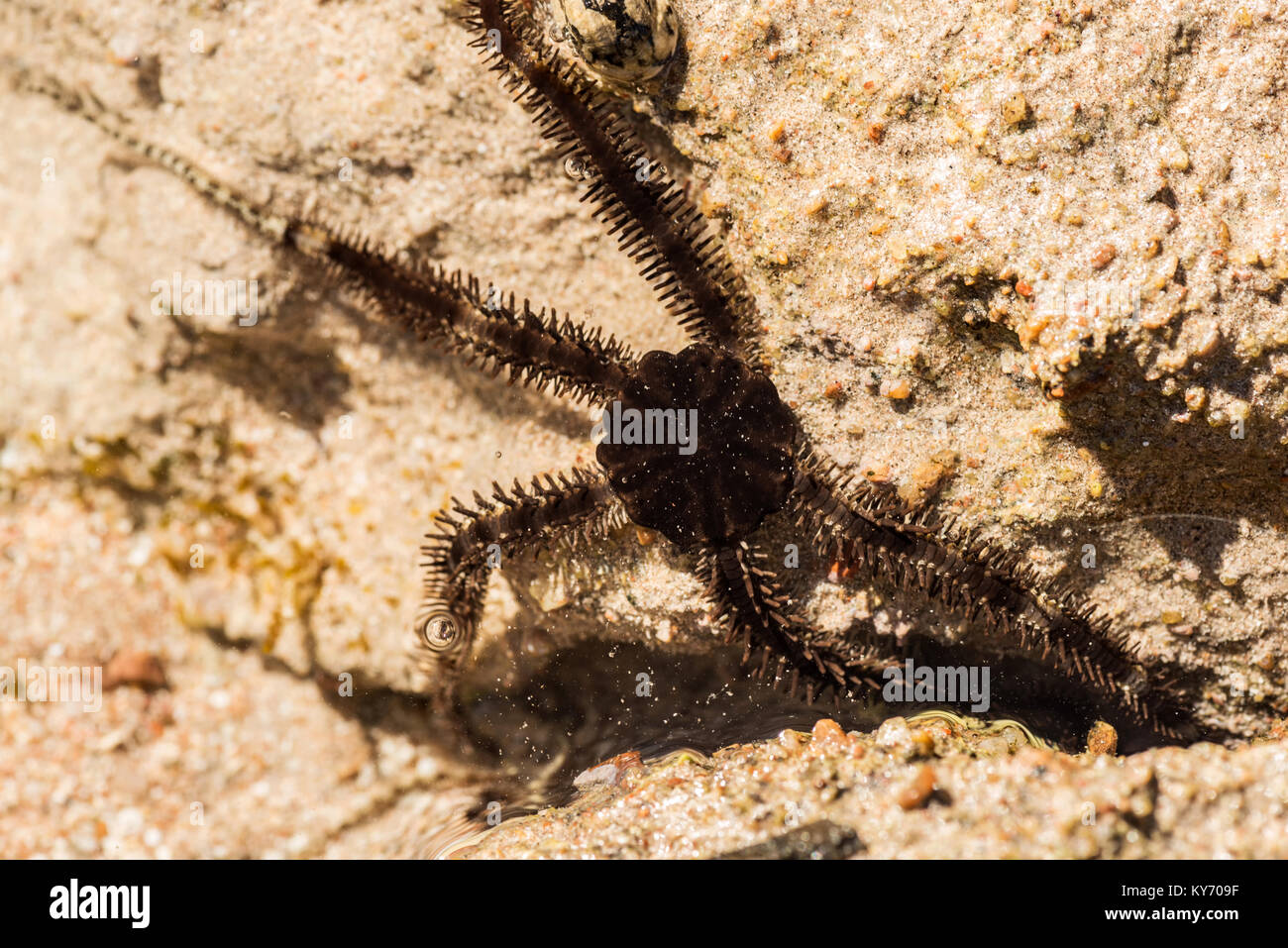 Starfish on the shore at low tide, Red Sea, Egypt. Close-up Stock Photo