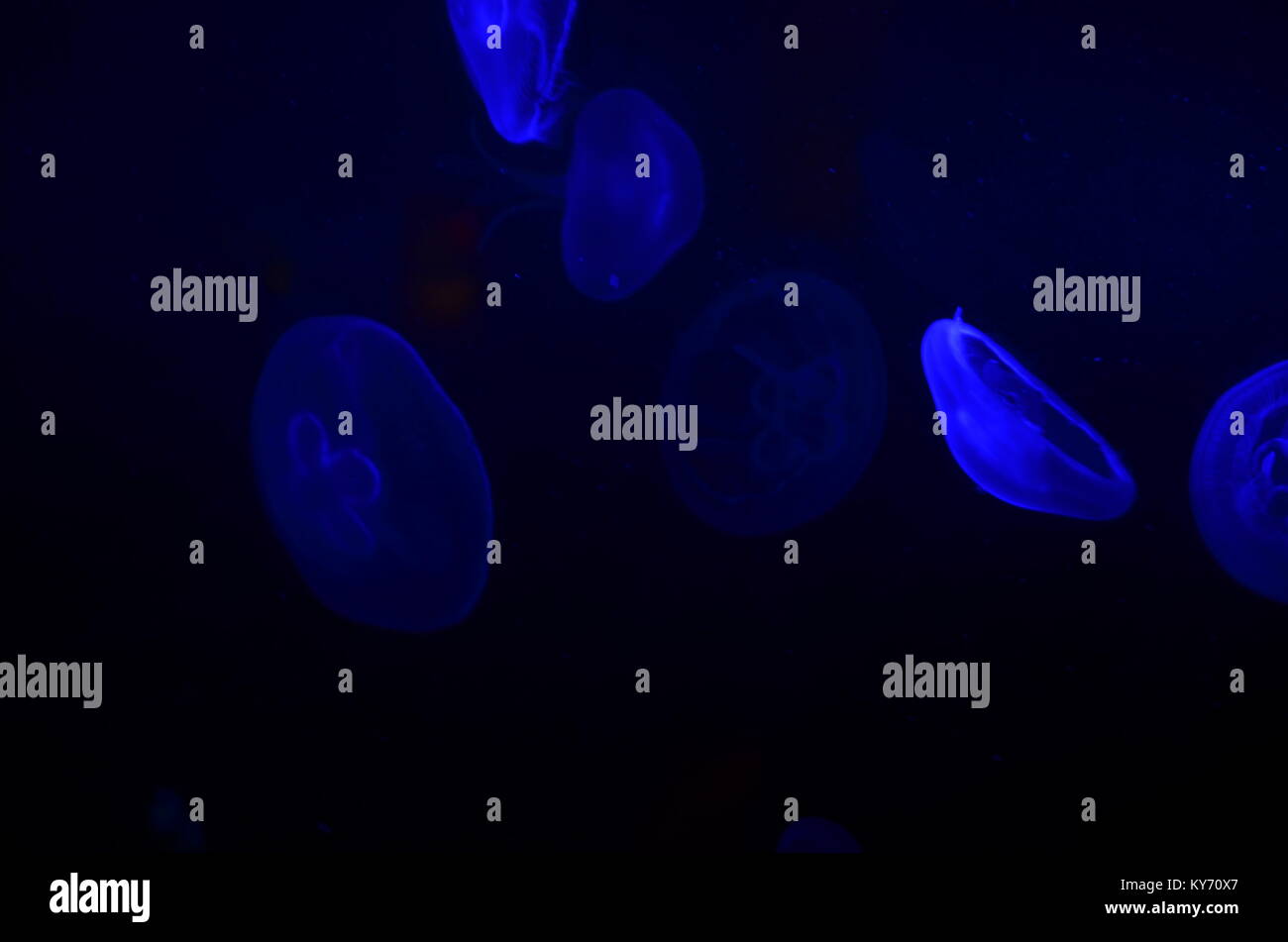 Jellyfish under water looking blue by the light Stock Photo - Alamy