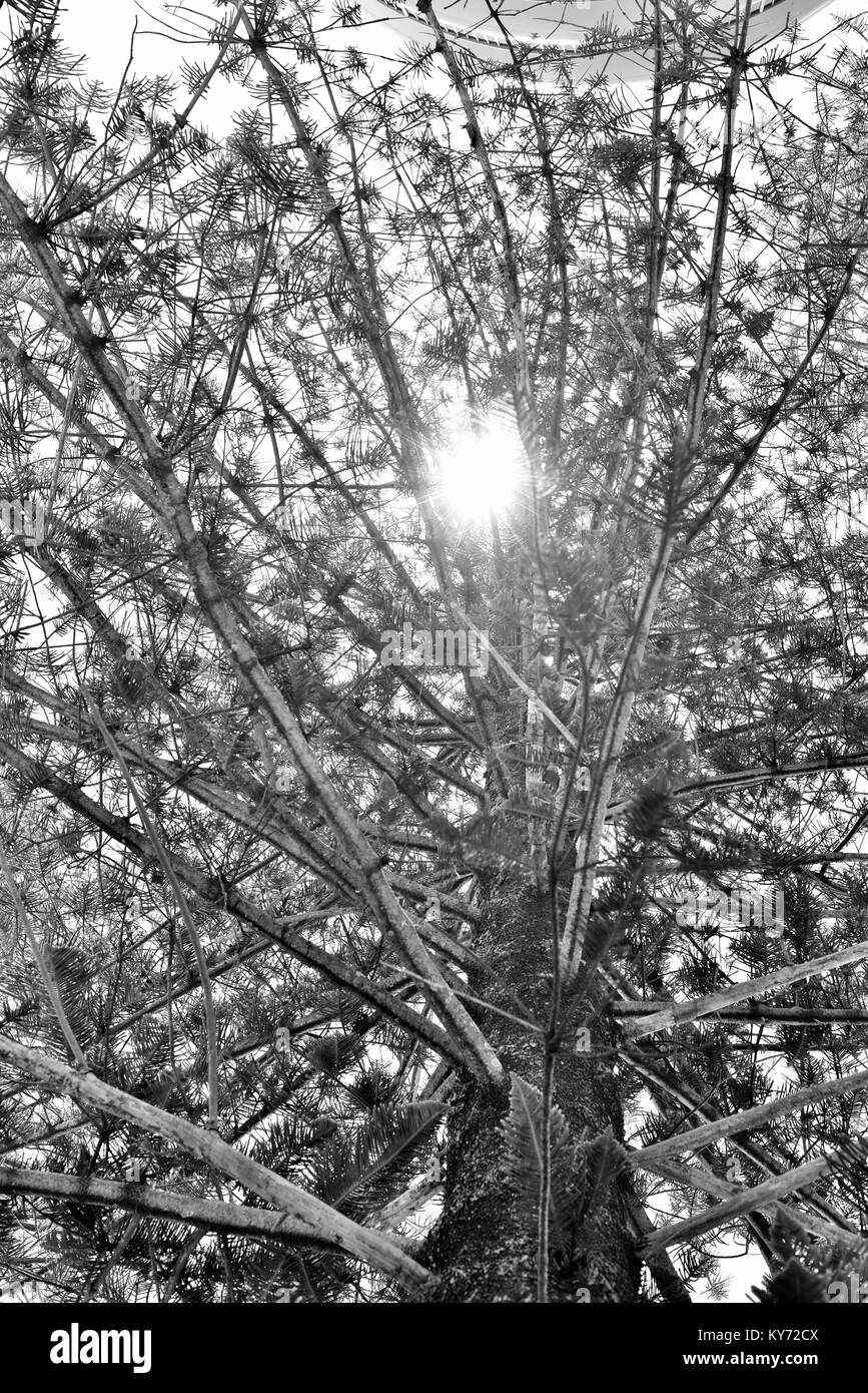 Rays of sunshine go through the foliage of a norfolk island pine tree Araucaria heterophylla, Sunshine coast, Queensland, Australia Stock Photo