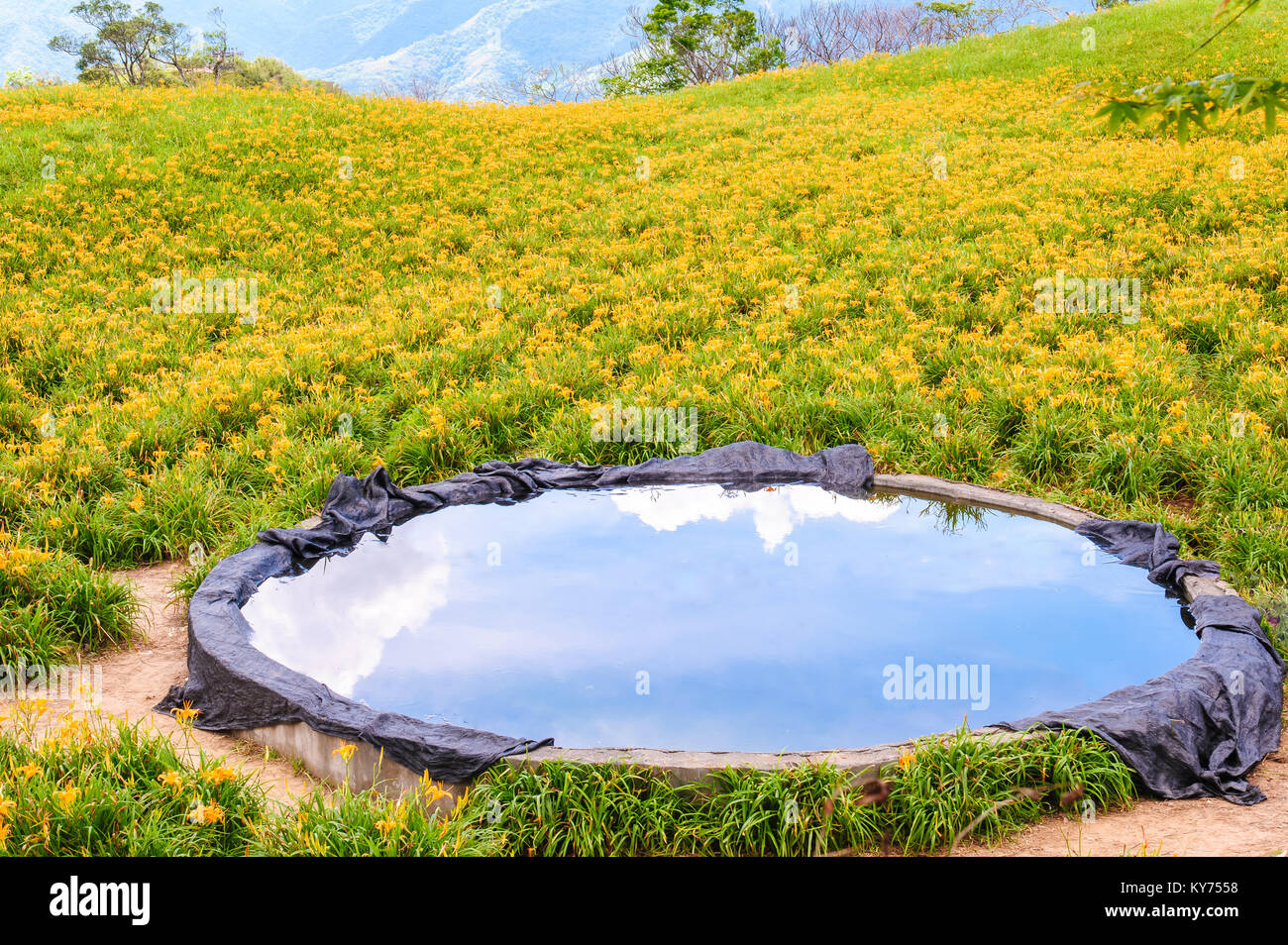 Hualien taiwan lily hi-res stock photography and images - Alamy