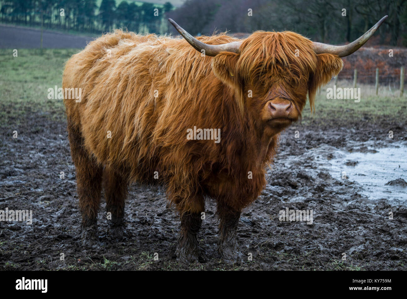 Highland Cow at Beecraigs Country Park, West Lothian Stock Photo