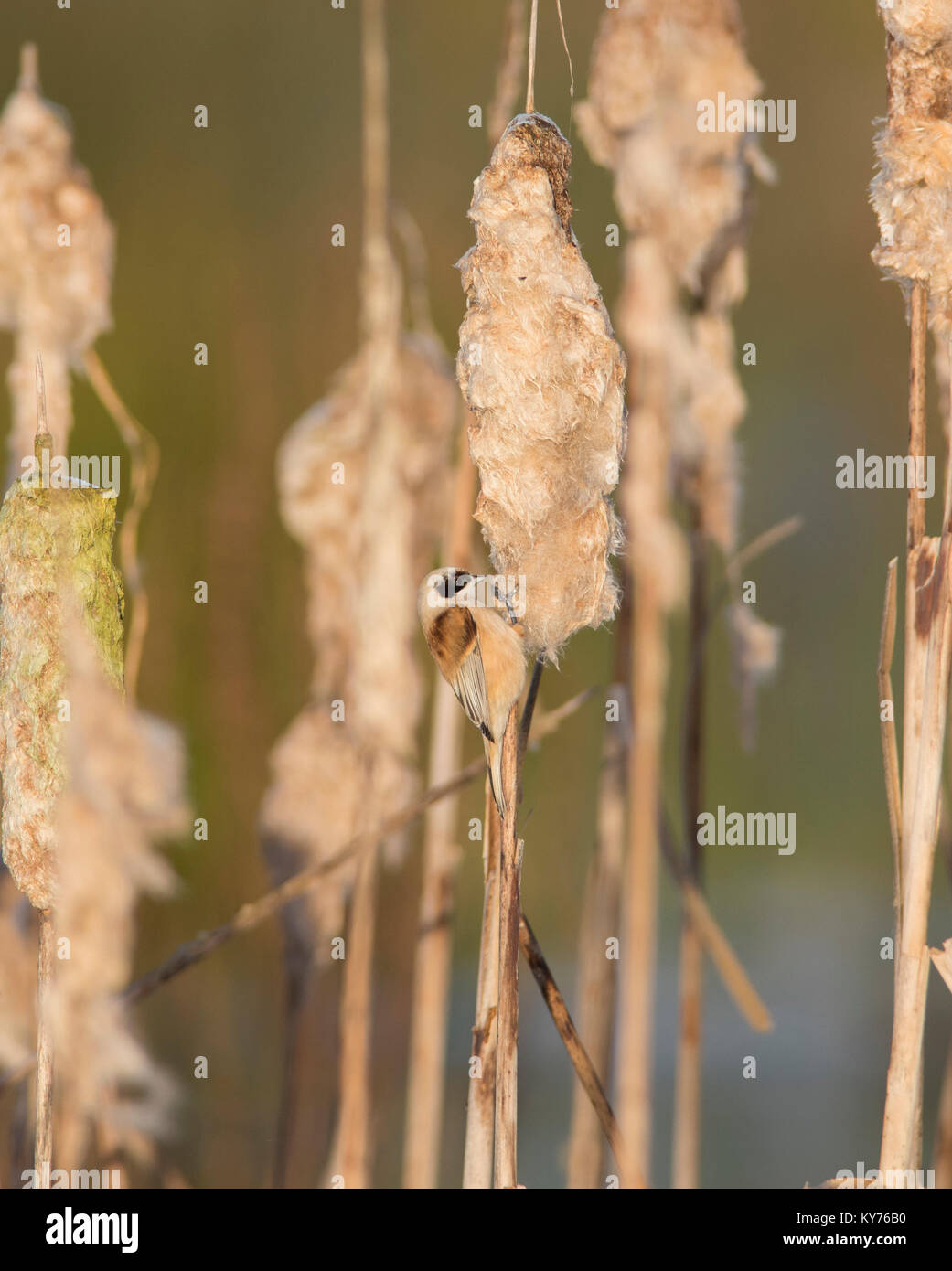 Eurasian Penduline Tit Remiz pendulinus on bull rushes/reedmace in ...