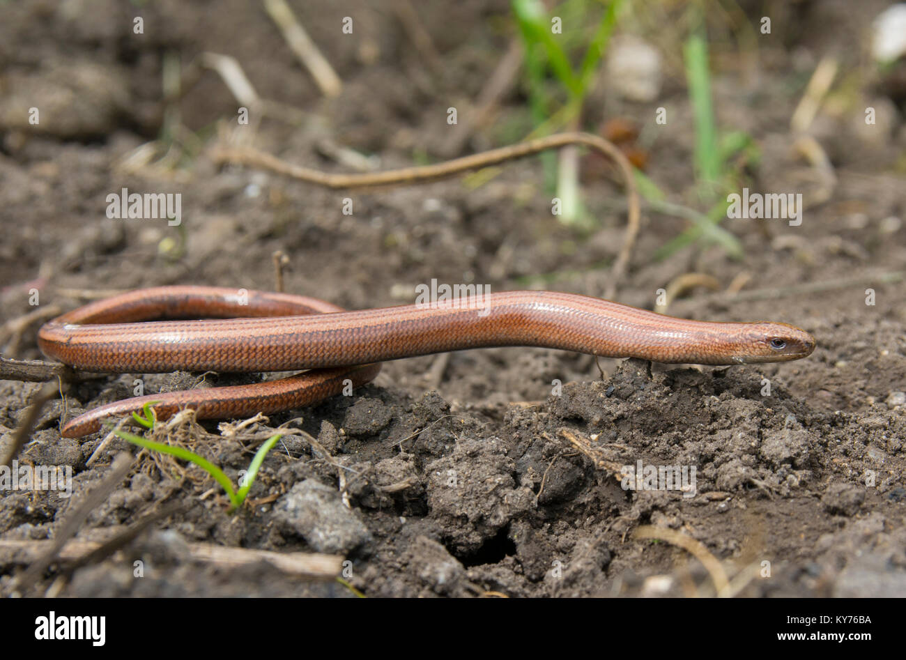 Female copper coloured slow worm anguis fragilis on earthy ground, peak district northern England. Stock Photo