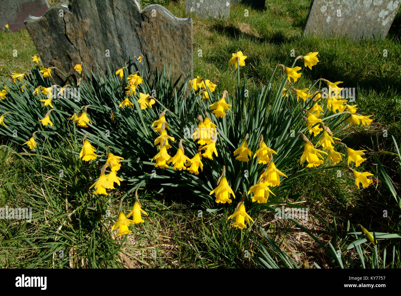 Daffodils growing in a Welsh graveyard Stock Photo