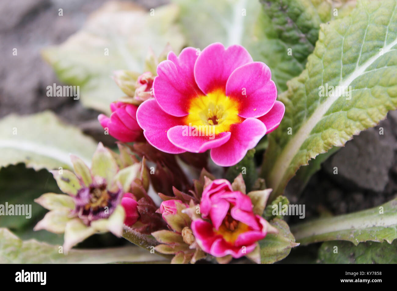 Primula malacoides Stock Photo