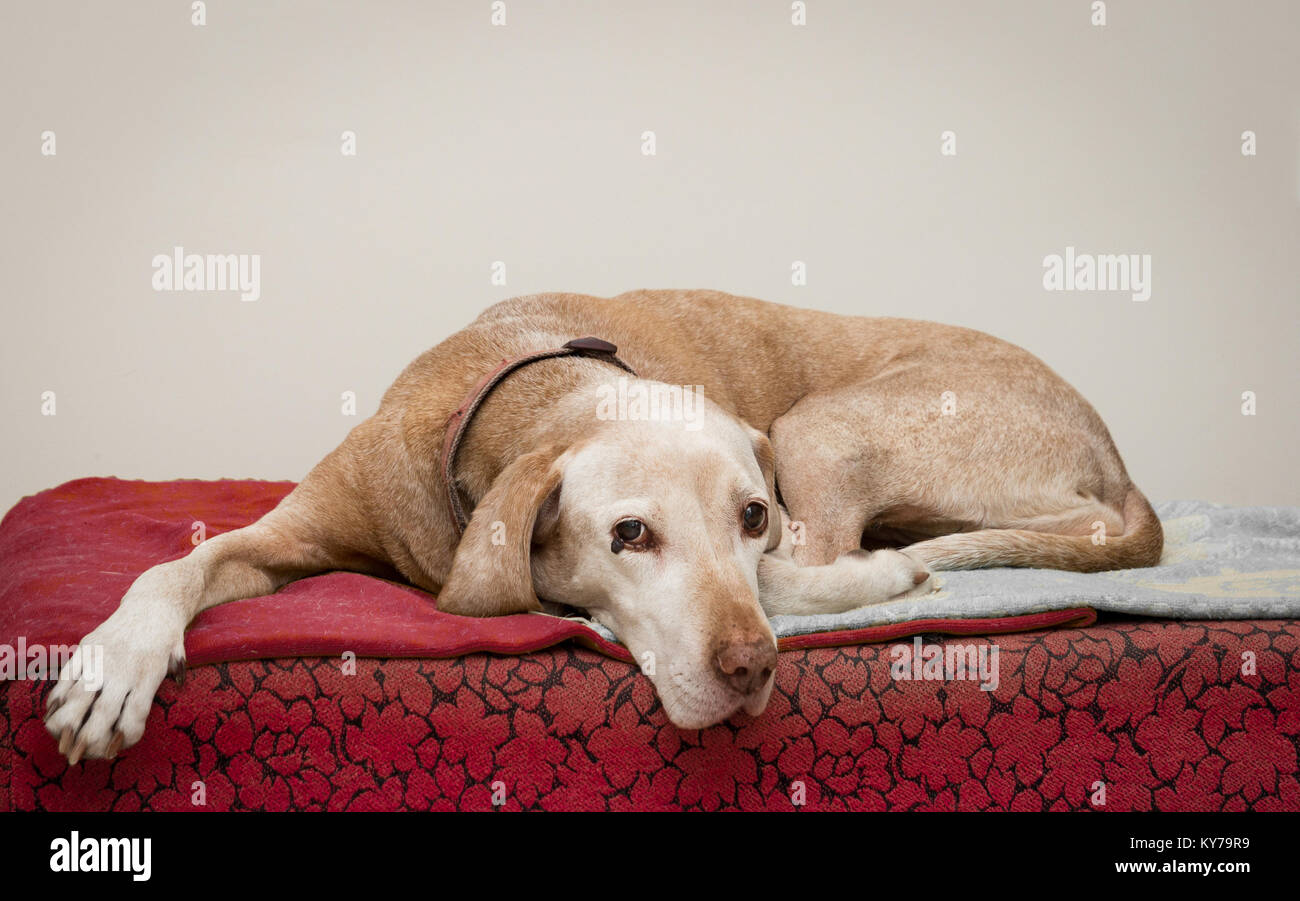senior dog resting in interior room Stock Photo