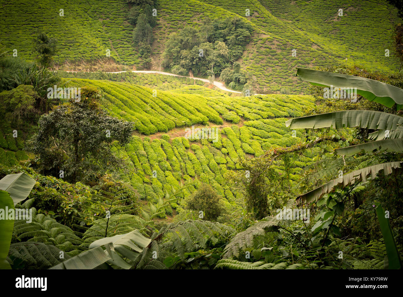 tea plantation green scenery landscape Stock Photo