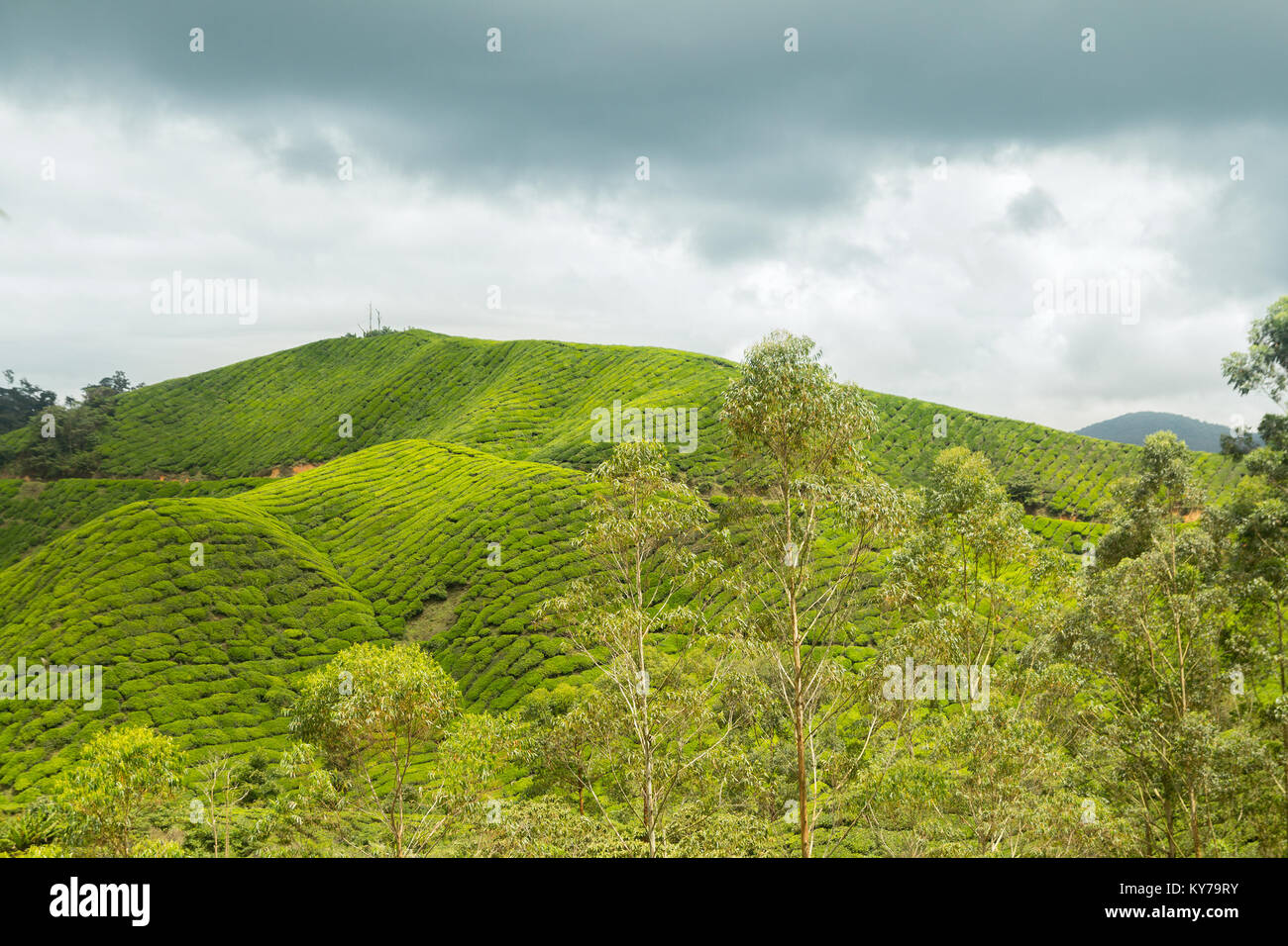 tea plantation hill countryside with cloudy sky Stock Photo
