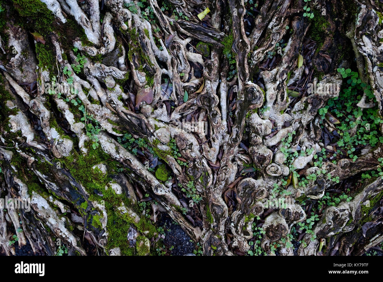 Nature background with tree roots Stock Photo - Alamy