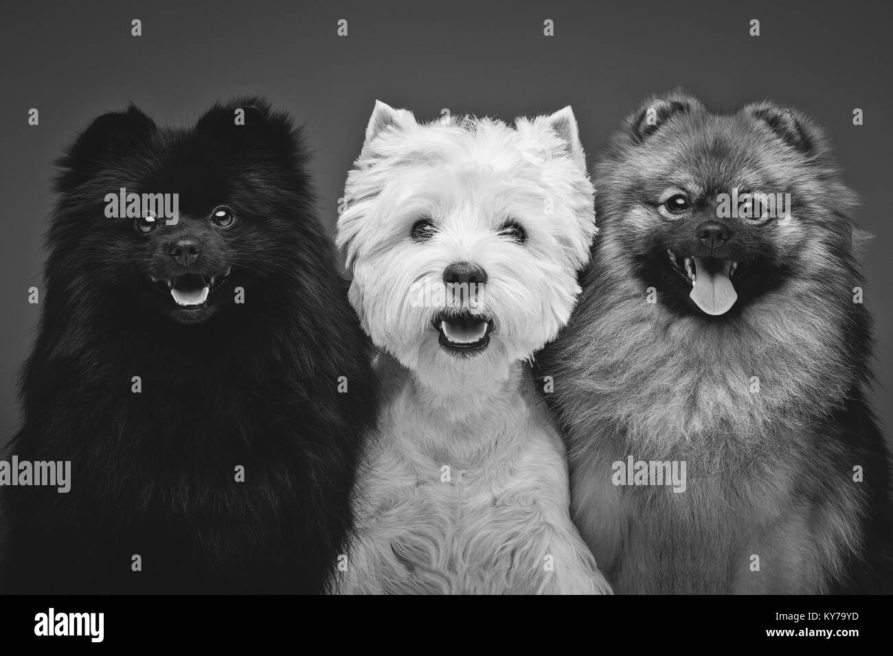 West Highland Terrier Black and White Stock Photos & Images Alamy — free download