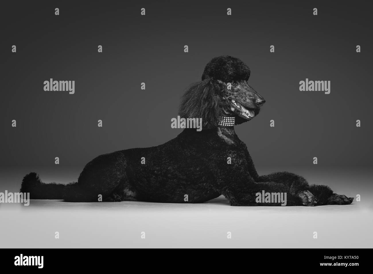 beautiful adult black poodle dog. Studio shot on grey background. Copy space. Stock Photo