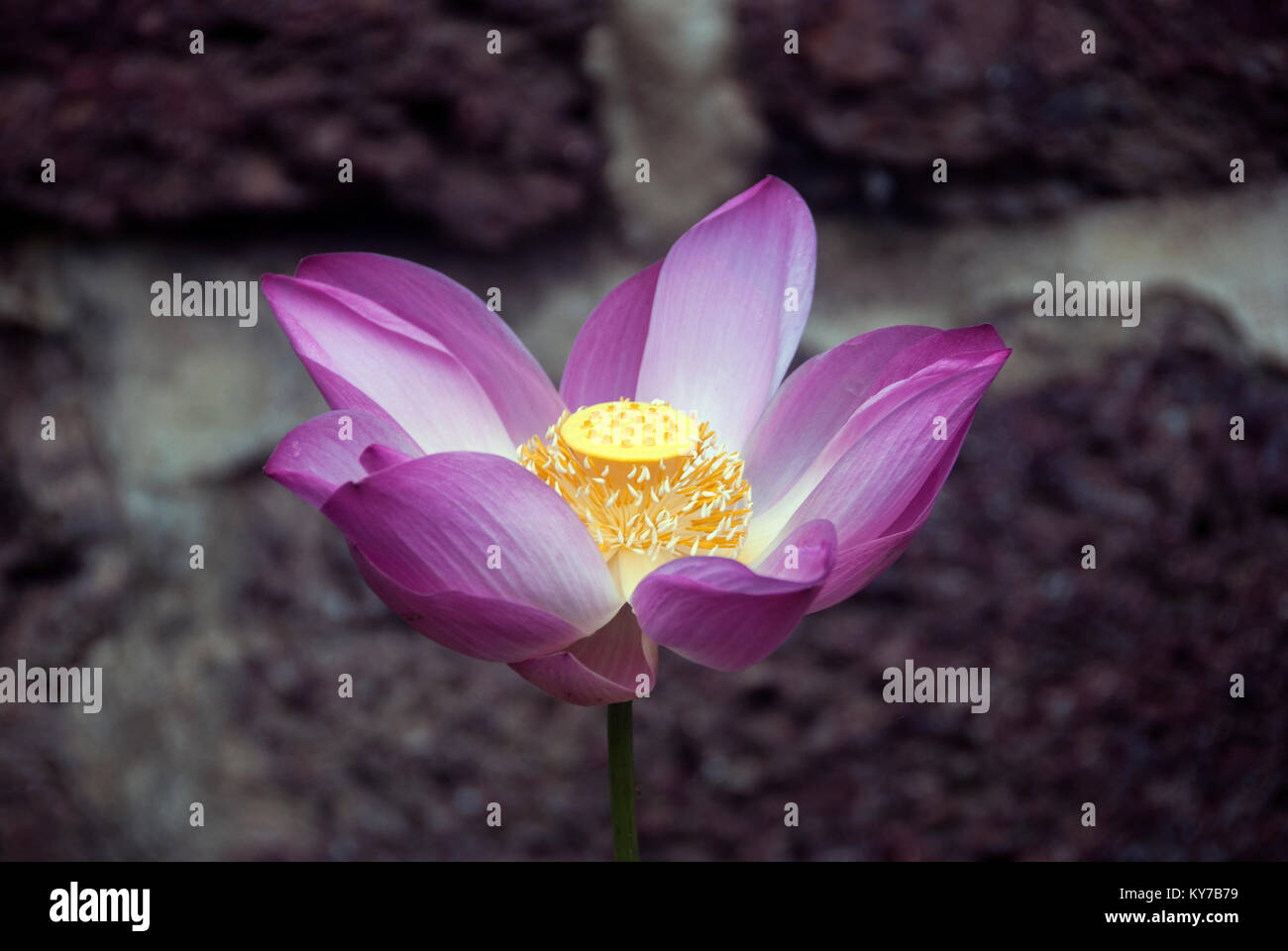 lotus flower in Malaysia Stock Photo Alamy