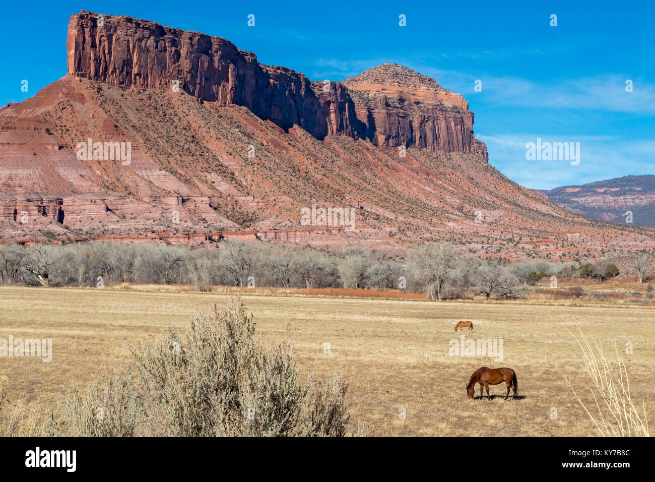 Gateway, Colorado - Horses graze below the Palisade in Colorado's canyon country along the Unaweep/Tabeguache Scenic Byway (State Highway 141). Stock Photo