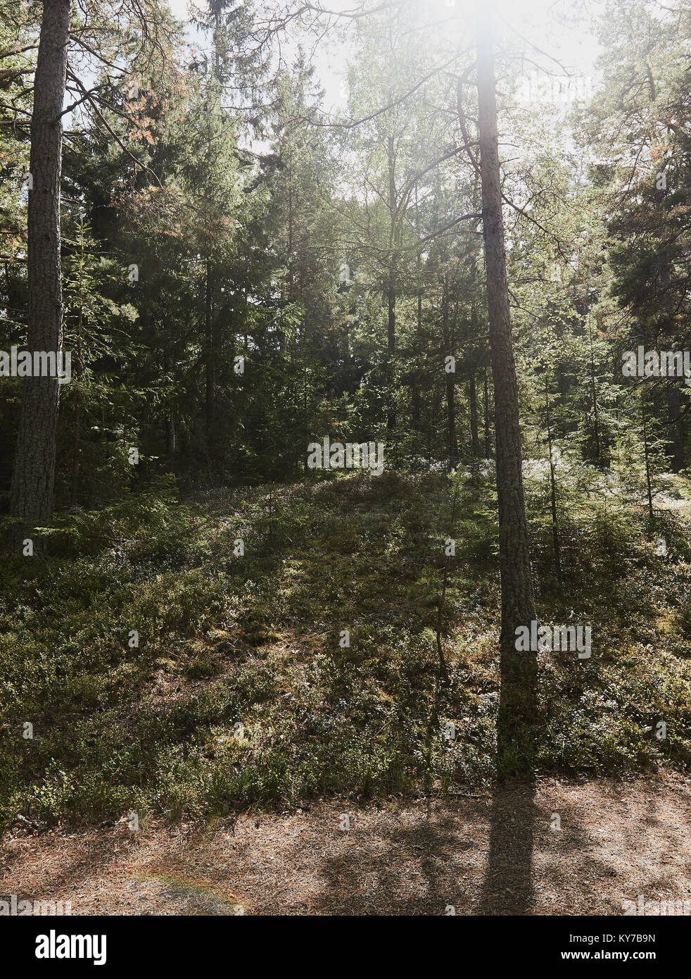 Sunlight through forest, Sweden Stock Photo