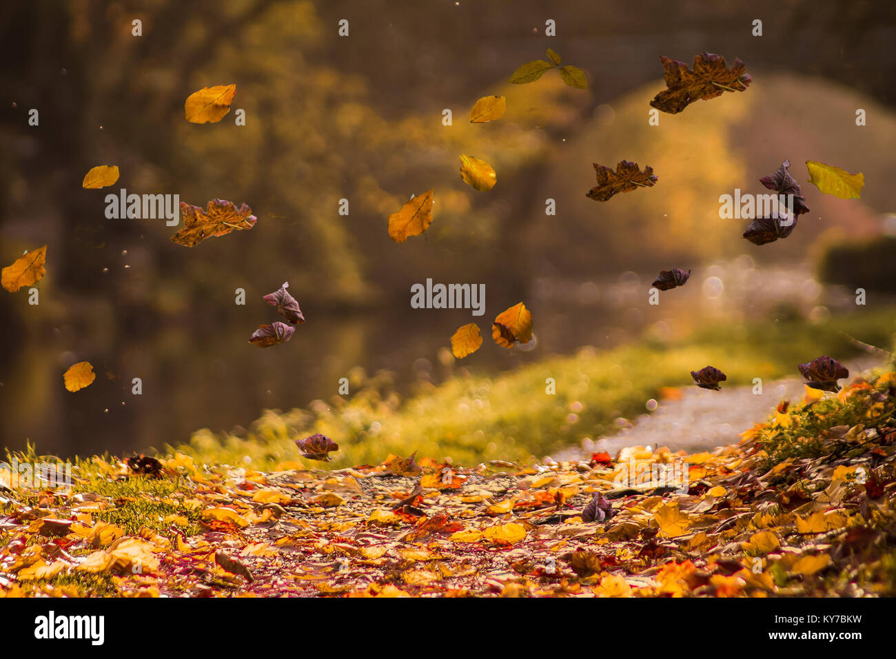 Autumn Morning - Falling Leaves Stock Photo