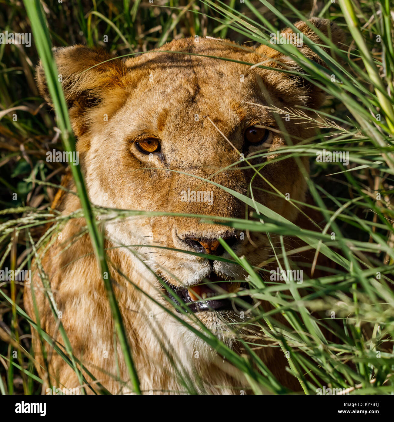 Lion hiding in the grass hi-res stock photography and images - Alamy